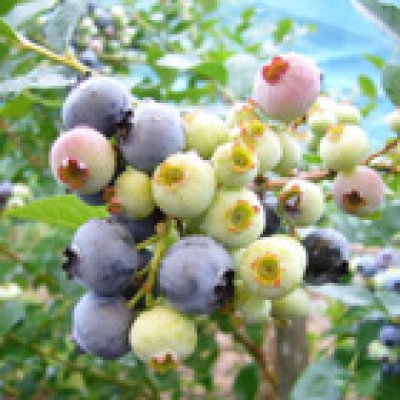 画像2: 生ブルーベリー 小分けパック 800g入り